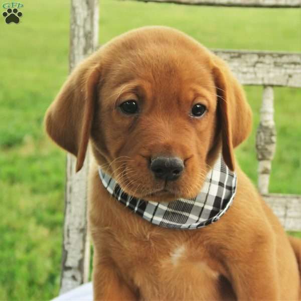 Fireside Blaze, Fox Red Labrador Retriever Puppy